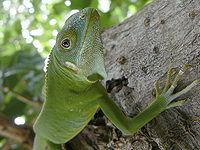 Игуаны проплыли одну пятую часть пути вокруг света, чтобы колонизировать Фиджи