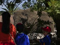 Экскременты животных можно использовать для спасения исчезающих видов от вымирания