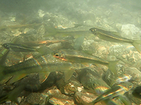 Прямая трансляция весенней миграции рыб стала интернет-хитом