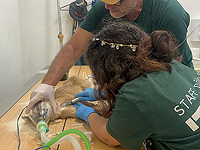 Каракала с военной базы лечат в больнице при 