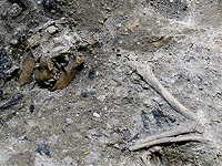 Вулканические отложения могут сохранять детали тканей животных