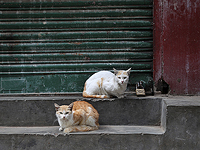 Ученые планируют создать крупнейшую в мире базу данных генетики кошек