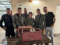 Полиция сообщила о спасении еще одной мартышки в Негеве