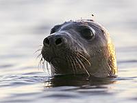 Серые тюлени могут чувствовать уровень кислорода в своей крови