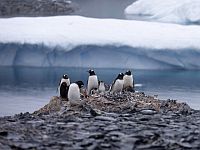 Фекалии пингвинов вселяют страх в антарктический криль