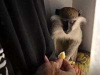 Мартышка пряталась в шкафу с одеждой: спасена семнадцатая обезьяна из контрабандной партии