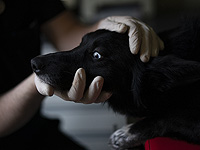 У собак с хронической болезнью почек появилась надежда на выздоровление