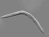 Самцы умирают, но учиться отказываются. Израильское исследование