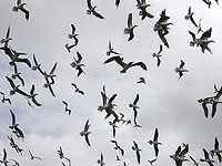 Шум транспорта провоцирует ярость у птиц Галапагосских островов