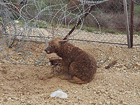Солдаты спасли полосатую гиену, попавшую в капкан возле забора безопасности