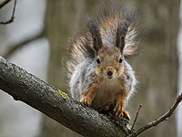Прыгающий робот, вдохновленный белкой, может приземлиться на ветку