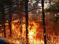 Лесные пожары в Южной Корее: десятки погибших, разбился вертолет