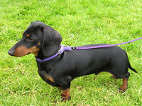 Карликовая такса обнаружена живой спустя 16 месяцев после того, как потерялась в дикой природе