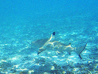 Ученые впервые записали, как акула издает звуки