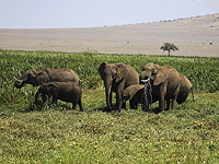 Слоны планируют свои путешествия: стратегии экономии энергии