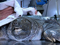 Редкую мягкотелую черепаху засосало водозабором электростанции в Хайфе