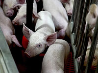 Хирурги провели первую в мире пересадку печени свиньи человеку