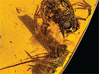 В янтаре обнаружено древнее насекомое, схватившее свою добычу