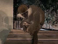 От Негева до границы с Ливаном: операции по спасению зеленых мартышек за неделю