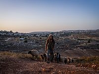 Арабы избили двоих пастухов-евреев на Хевронском нагорье, задержаны 22 подозреваемых
