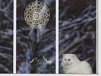 Исследование: вероятно, люди заразили домашних кошек птичьим гриппом