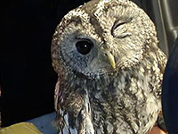 В Негеве полиция спасла сову, незаконно содержавшуюся в доме