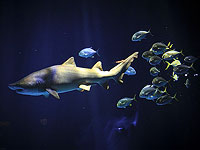 Некоторые рыбы используют акул как щит во время охоты