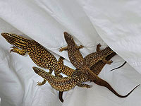 В Ашкелоне в частном доме нашли запрещенных к содержанию ящериц