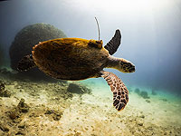 Морская черепаха Дрора появилась перед камерами через месяц после возвращения в море