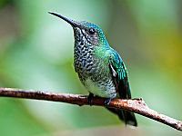 Птенцы колибри притворяются ядовитыми гусеницами, чтобы их не съели