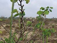 В центре Израиля были слышны несколько взрывов