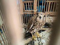 Подрезанные крылья, разбитый клюв: пустельгу держали в клетке во дворе дома в Лоде