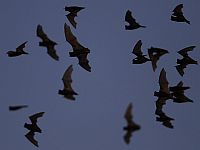 Как летучим мышам удается избежать столкновений в огромной тесной стае