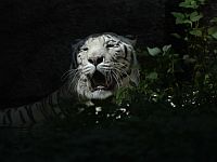 В египетском цирке тигр напал на укротителя