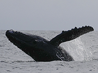 Подводные микрофоны и машинное обучение помогают защищать китов