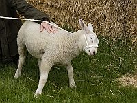 Веганка, похитившая ягненка у фермера, едва не убила его, пытаясь вырастить