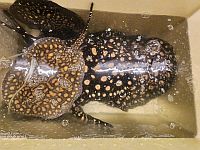 В Тель-Авиве задержан 79-летний мужчина, в квартире и офисе которого нашли десятки жемчужных скатов