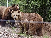 Словакия одобрила отстрел 350 медведей после смертельного нападения на человека