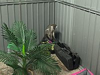 Доставленные в Израиль контрабандой зеленые мартышки создают новую стаю в приюте