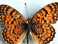 Академия иврита назвала одну из бабочек в память о 5-летнем Ариэле Бибасе