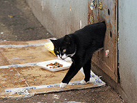 19 видов микропластика, обнаруженных в плацентарной ткани кошек