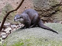 Самая маленькая в мире выдра найдена в реке Непала после 186 лет отсутствия