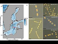 Ученые возродили водоросли, которые погибли более 7000 лет назад
