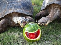 Галапагосские черепахи впервые стали родителями в возрасте почти 100 лет