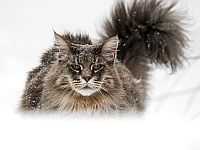 Кот из Миннесоты попал в Книгу Гиннесса за самый длинный в мире хвост. Видео