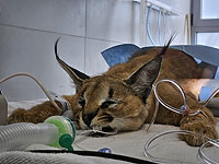 Самке каракала с военной базы прооперировали неправильно сросшуюся лапу