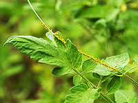 Израильские ученые научились предсказывать болезнь томатов до появления видимых симптомов