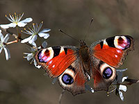 Запахи растений формируют 