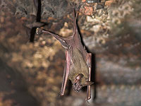 Летучие мыши используют свой хвост для движения в пещерах задом наперед