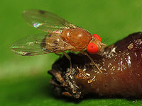 Некоторые плодовые мушки жертвуют сном, чтобы избежать опасных паразитов